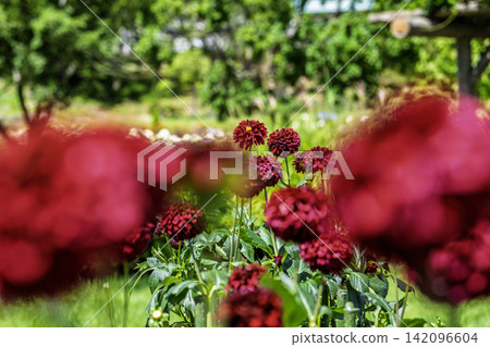 A park in midsummer, dahlias in vibrant bloom - Kawanishi Dahlia Garden, Kawanishi Town, Yamagata Prefecture A park in midsummer, dahlias in vibrant bloom - Kawanishi Dahlia Garden, Kawanishi Town, Yamagata Prefecture 142096604