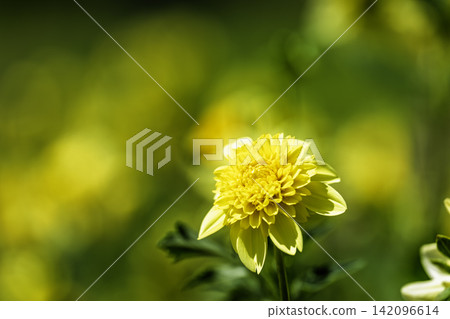 A park in midsummer, dahlias in vibrant bloom - Kawanishi Dahlia Garden, Kawanishi Town, Yamagata Prefecture A park in midsummer, dahlias in vibrant bloom - Kawanishi Dahlia Garden, Kawanishi Town, Yamagata Prefecture 142096614