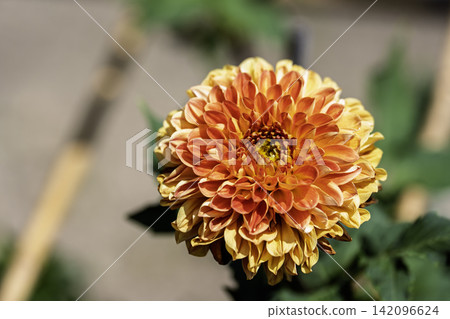 A park in midsummer, dahlias in vibrant bloom - Kawanishi Dahlia Garden, Kawanishi Town, Yamagata Prefecture A park in midsummer, dahlias in vibrant bloom - Kawanishi Dahlia Garden, Kawanishi Town, Yamagata Prefecture 142096624