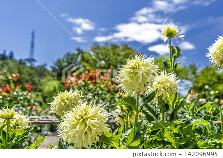 A park in midsummer, dahlias in vibrant bloom - Kawanishi Dahlia Garden, Kawanishi Town, Yamagata Prefecture A park in midsummer, dahlias in vibrant bloom - Kawanishi Dahlia Garden, Kawanishi Town, Yamagata Prefecture 142096995