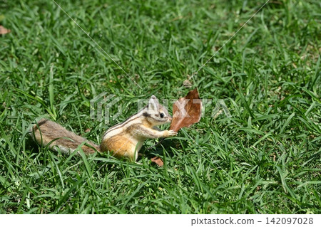 A felt squirrel doll placed in the bushes 142097028