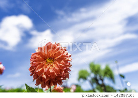 A park in midsummer, dahlias in vibrant bloom - Kawanishi Dahlia Garden, Kawanishi Town, Yamagata Prefecture A park in midsummer, dahlias in vibrant bloom - Kawanishi Dahlia Garden, Kawanishi Town, Yamagata Prefecture 142097105