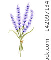 Watercolor lavender bouquet, a natural herb bouquet tied with twine. 142097134