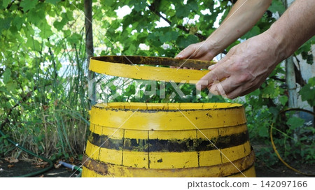 Men's hands place a metal hoop on a wooden barrel painted yellow with black stripes. The process takes place outdoors, with green foliage and garden hoses visible in the background. Men's hands place a metal hoop on a wooden barrel painted yellow with black stripes. The process takes place outdoors, with green foliage and garden hoses visible in the background. 142097166