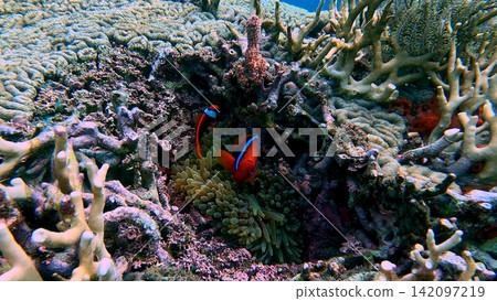 Pair of tomato clownfish guarding (Amphiprion frenatus) a bubble tip anemone (Entacmaea quadricolor) within a cavity in a giant Diploria labyrinthiformis (grooved brain coral). Dauin, Philippines Pair of tomato clownfish guarding (Amphiprion frenatus) a bubble tip anemone (Entacmaea quadricolor) within a cavity in a giant Diploria labyrinthiformis (grooved brain coral). Dauin, Philippines 142097219