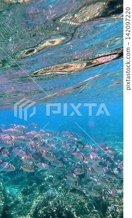 A school of Bigeye trevally (Caranx sexfasciatus) swims above a coral reef in bright glittering blue waters in a display of swarm behavior. Dauin, Philippines A school of Bigeye trevally (Caranx sexfasciatus) swims above a coral reef in bright glittering blue waters in a display of swarm behavior. Dauin, Philippines 142097220