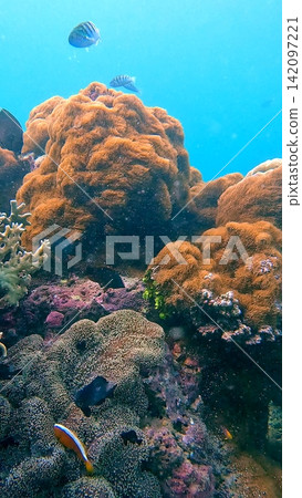 Brown star polyp (Briareum violaceum), haddon's sea anemone (Stichodactyla haddoni) inhabited by diverse fish species in a colorful bustling reef creating a vibrant underwater scene. Dauin, Philippine Brown star polyp (Briareum violaceum), haddon's sea anemone (Stichodactyla haddoni) inhabited by diverse fish species in a colorful bustling reef creating a vibrant underwater scene. Dauin, Philippine 142097221
