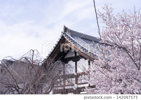 京都，仁那公園，櫻花 142097573