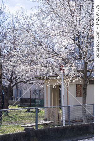 西町兒童公園:玉蘭花與櫻花 西町兒童公園:玉蘭花與櫻花 142097578