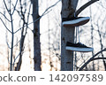 A pair of black lace-up sneakers hangs from a tree branch in the forest. Old, discarded sneakers. The setting sun and an air of nostalgia. 142097589