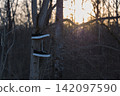A pair of black lace-up sneakers hangs from a tree branch in the forest. Old, discarded sneakers. The setting sun and an air of nostalgia. 142097590