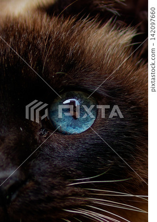 A stray cat with beautiful blue eyes and Siamese markings, a rare sight among strays. 142097660
