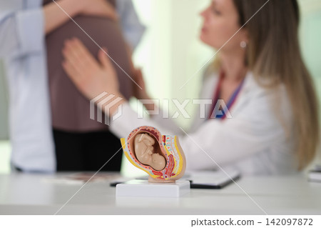 Woman doctor examines pregnant patient belly near fetal model Woman doctor examines pregnant patient belly near fetal model 142097872