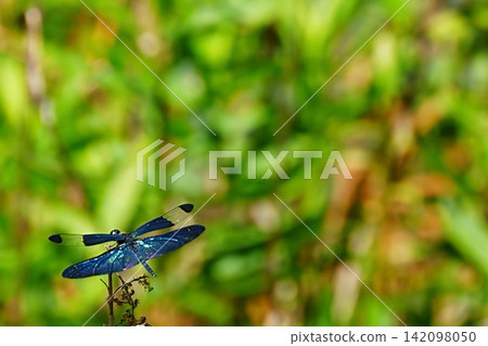 A dragonfly with its bright blue wings spread wide. A dragonfly with its bright blue wings spread wide. 142098050