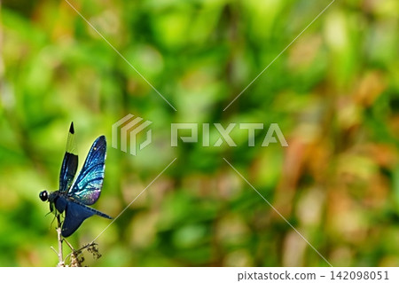 A beautiful dragonfly perches with its blue wings held upright. A beautiful dragonfly perches with its blue wings held upright. 142098051