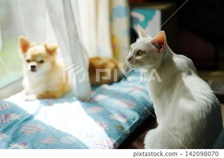 Chihuahua and white cat Chihuahua and white cat 142098070