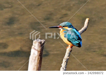 翠鳥棲息在樹枝上 翠鳥棲息在樹枝上 142098072