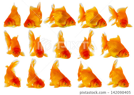 Oranda goldfish set isolated on white background close up Oranda goldfish set isolated on white background close up 142098405