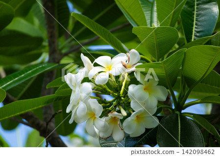 White Frangipani flower Plumeria alba with green leaves White Frangipani flower Plumeria alba with green leaves 142098462