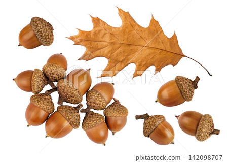 Brown acorn oak nut isolated on white background. Top view. Flat lay Brown acorn oak nut isolated on white background. Top view. Flat lay 142098707