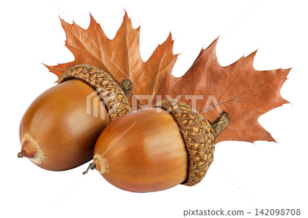 Brown acorn oak nut with leaf isolated on white background Brown acorn oak nut with leaf isolated on white background 142098708