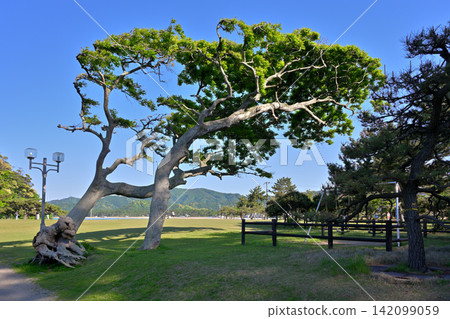 城山公園(福井縣大井郡高濱町) 城山公園(福井縣大井郡高濱町) 142099059