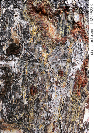 Sap from pine tree. Bark Background texture Sap from pine tree. Bark Background texture 142099228