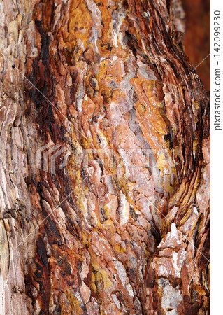 Sap from pine tree. Bark Background texture Sap from pine tree. Bark Background texture 142099230