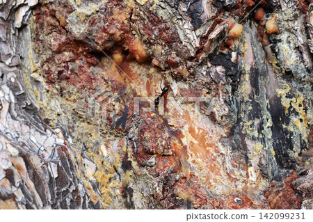 Sap from pine tree. Bark Background texture Sap from pine tree. Bark Background texture 142099231