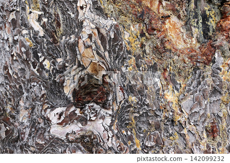 Sap from pine tree. Bark Background texture Sap from pine tree. Bark Background texture 142099232
