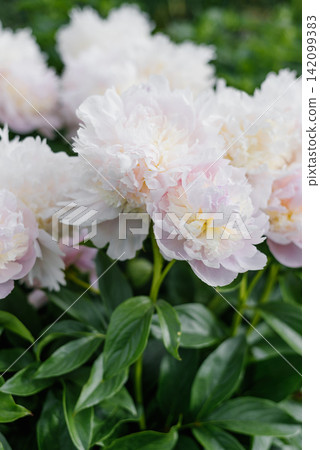 Lush Angel Cheeks Peonies with Green Leaves Lush Angel Cheeks Peonies with Green Leaves 142099383