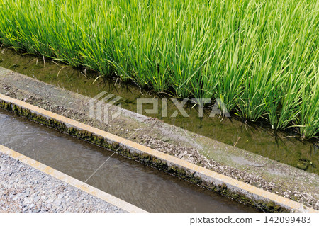Irrigation channels and rice fields Irrigation channels and rice fields 142099483