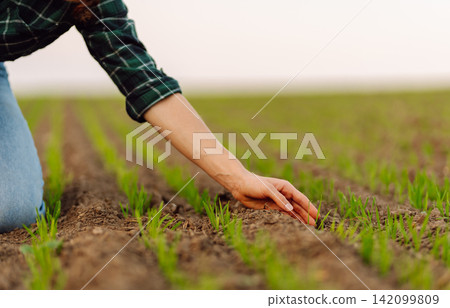 Farm owner works in field, inspecting mature wheat sprouts. Growing agricultural crops, green shoots Farm owner works in field, inspecting mature wheat sprouts. Growing agricultural crops, green shoots 142099809