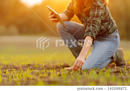 Woman agronomist in a field of young sprouts. Concept of gardening, ecology, tegnology. Woman agronomist in a field of young sprouts. Concept of gardening, ecology, tegnology. 142099871