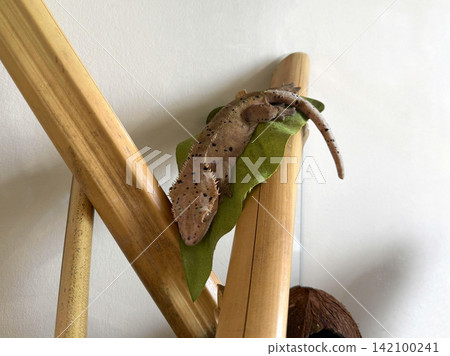 Gecko resting on bamboo in a glass terrarium at home during sunn Gecko resting on bamboo in a glass terrarium at home during sunn 142100241