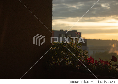 Potted plants geranium on balcony during golden hour sunrise Potted plants geranium on balcony during golden hour sunrise 142100323