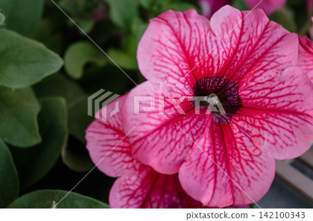 Pink petunia flower blooming in garden with copy space Pink petunia flower blooming in garden with copy space 142100343