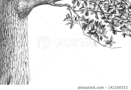 A detailed pencil drawing of an oak tree trunk and branches with leaves in a rectangular frame. Suitable for blog design, creating textures for computer games, and decorating souvenirs. A detailed pencil drawing of an oak tree trunk and branches with leaves in a rectangular frame. Suitable for blog design, creating textures for computer games, and decorating souvenirs. 142100352