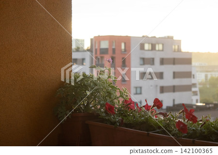 Potted plants petunia on balcony overlooking city buildings at sunset Potted plants petunia on balcony overlooking city buildings at sunset 142100365