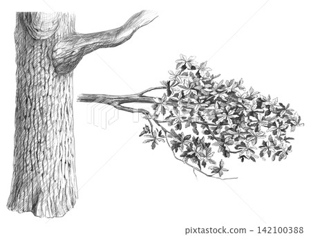 Detailed graphic illustration of an oak trunk and branch with leaves. Isolated illustration for books, postcards, websites, eco-parks, branding, craft beer label design, and eco-hotel logos. Detailed graphic illustration of an oak trunk and branch with leaves. Isolated illustration for books, postcards, websites, eco-parks, branding, craft beer label design, and eco-hotel logos. 142100388