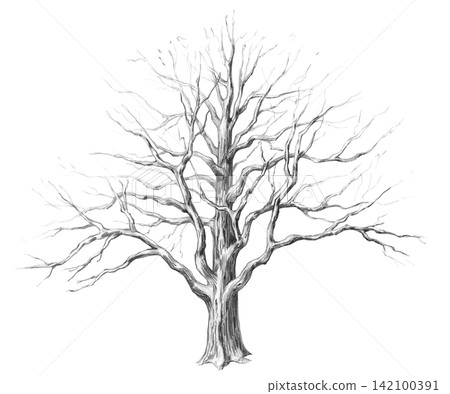 A pencil drawing of an old oak tree without leaves. The illustration is suitable for books, postcards, websites, eco-parks, branding, craft beer label design, and eco-hotel logos. A pencil drawing of an old oak tree without leaves. The illustration is suitable for books, postcards, websites, eco-parks, branding, craft beer label design, and eco-hotel logos. 142100391