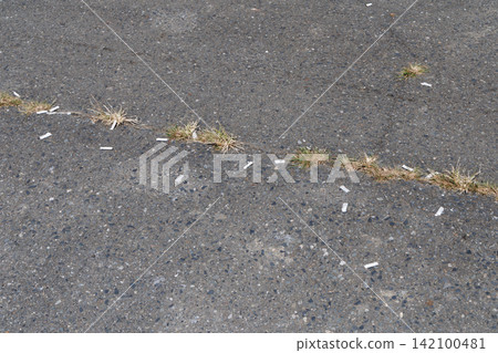 Cigarette butts abandoned on the road Cigarette butts abandoned on the road 142100481