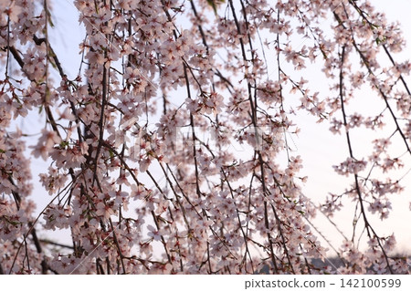 Scenery with cherry blossoms Scenery with cherry blossoms 142100599