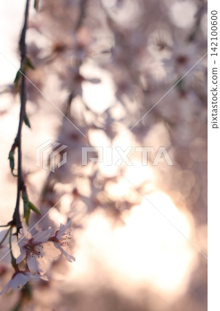 櫻花的風景 142100600