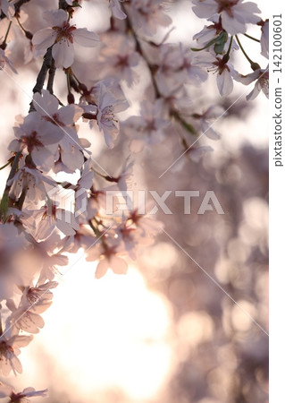 Scenery with cherry blossoms Scenery with cherry blossoms 142100601