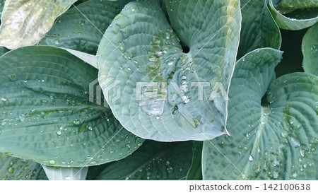 A close-up of broad, green hosta leaves with textured veins after rainfall. Transparent water droplets of varying sizes have accumulated on the smooth, textured surface, creating a fresh pattern 142100638