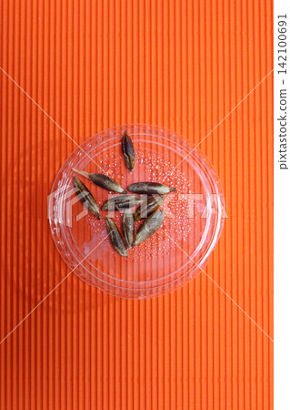 Three date stones on a transparent plastic lid. Three date stones on a transparent plastic lid. 142100691