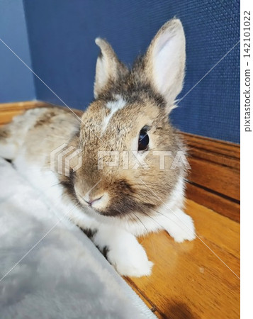 A cute lion rabbit relaxing indoors A cute lion rabbit relaxing indoors 142101022