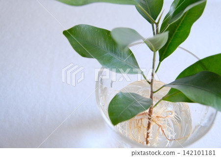 A bird's-eye view of a banyan tree in water 35 days after pruning, showing its spread roots and leaves. A bird's-eye view of a banyan tree in water 35 days after pruning, showing its spread roots and leaves. 142101181