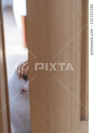 A cat peeking through the gap in the door Brown tiger white A cat peeking through the gap in the door Brown tiger white 142101388